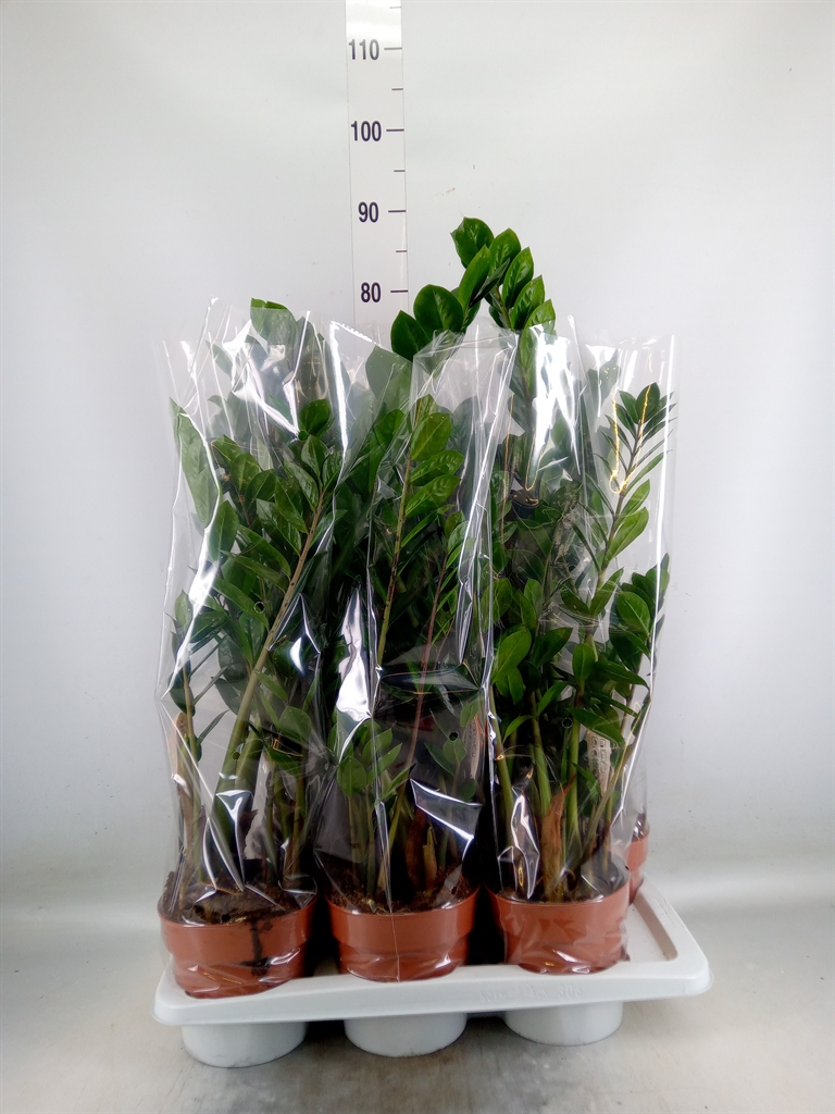 Горшечные цветы и растения оптом Zamioculcas Zamiifolia от 6шт из Голландии с доставкой по России