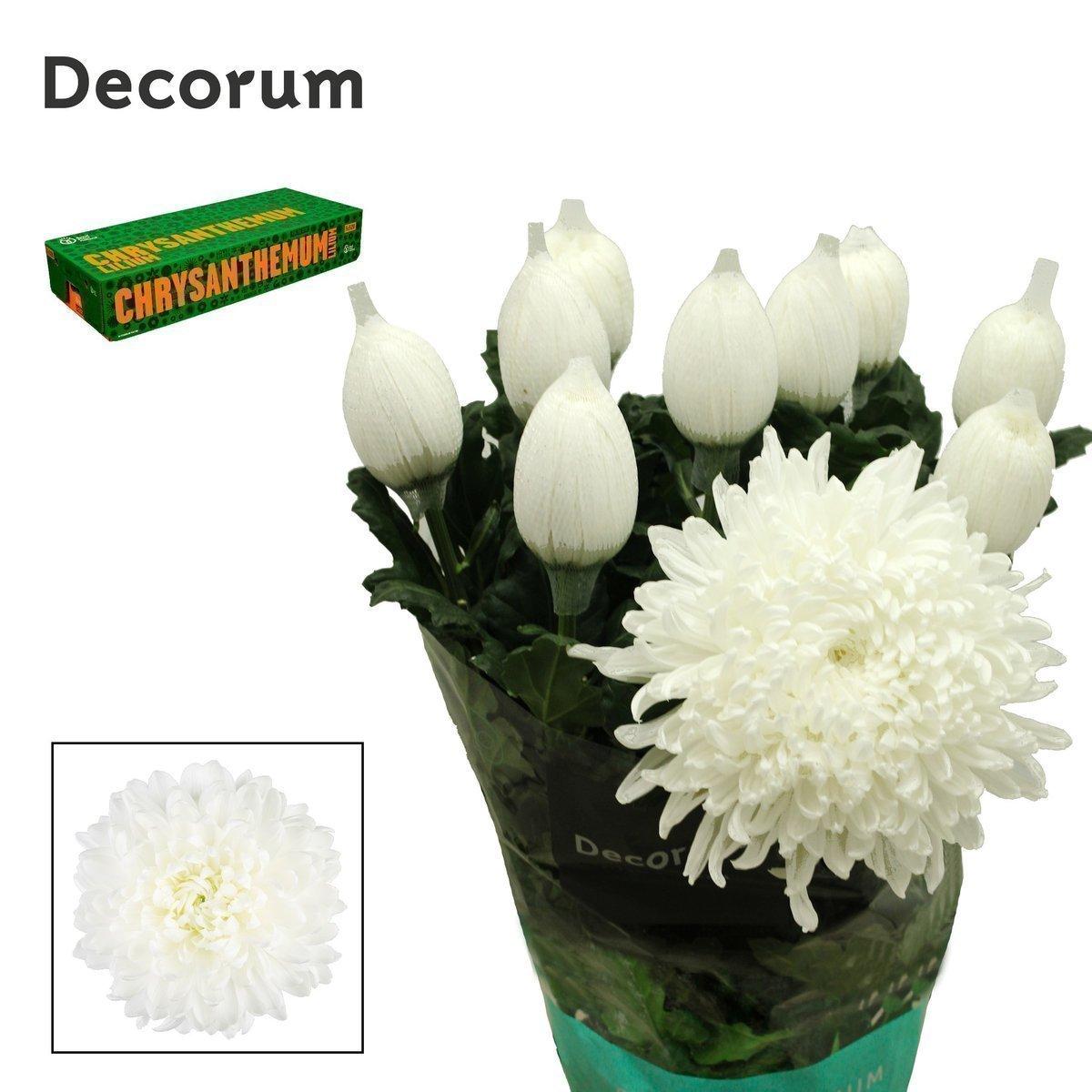 Срезанные цветы оптом Chrys bl stravina от 60шт из Голландии с доставкой по России