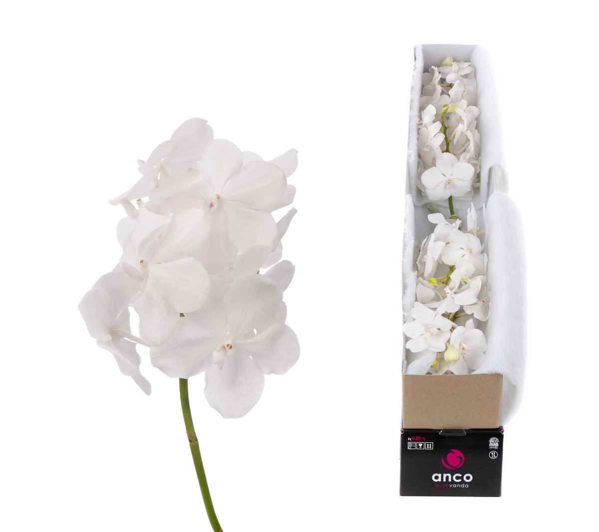 Срезанные цветы оптом Vanda tayanee diamond white per stem от 4шт из Голландии с доставкой по России