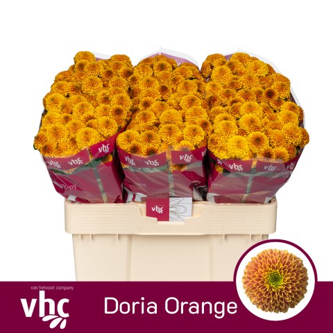 Срезанные цветы оптом Chrys sa doria orange от 75шт из Голландии с доставкой по России
