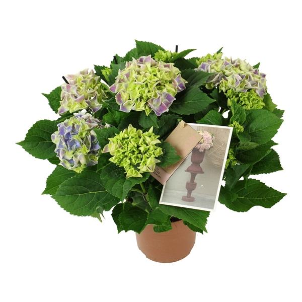 Горшечные цветы и растения оптом Hydrangea Ma Bicolor Blue 7+ от 6шт из Голландии с доставкой по России