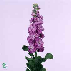 Срезанные цветы оптом Matthiola centum lavender от 40шт из Голландии с доставкой по России