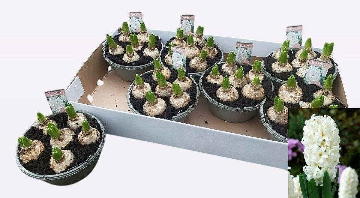 Горшечные цветы и растения оптом Hyacin Fairy White от 7шт из Голландии с доставкой по России