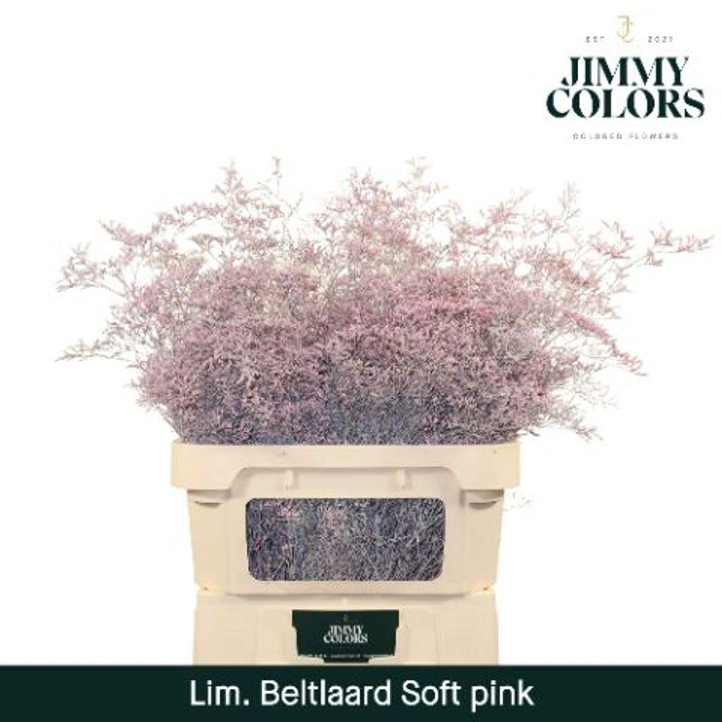 Срезанные цветы оптом Limonium beltlaard paint pink soft от 25шт. из Голландии с доставкой по России