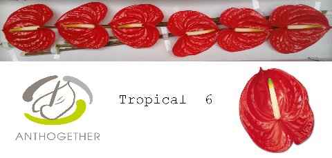 Срезанные цветы оптом Anthurium tropical от 6шт из Голландии с доставкой по России