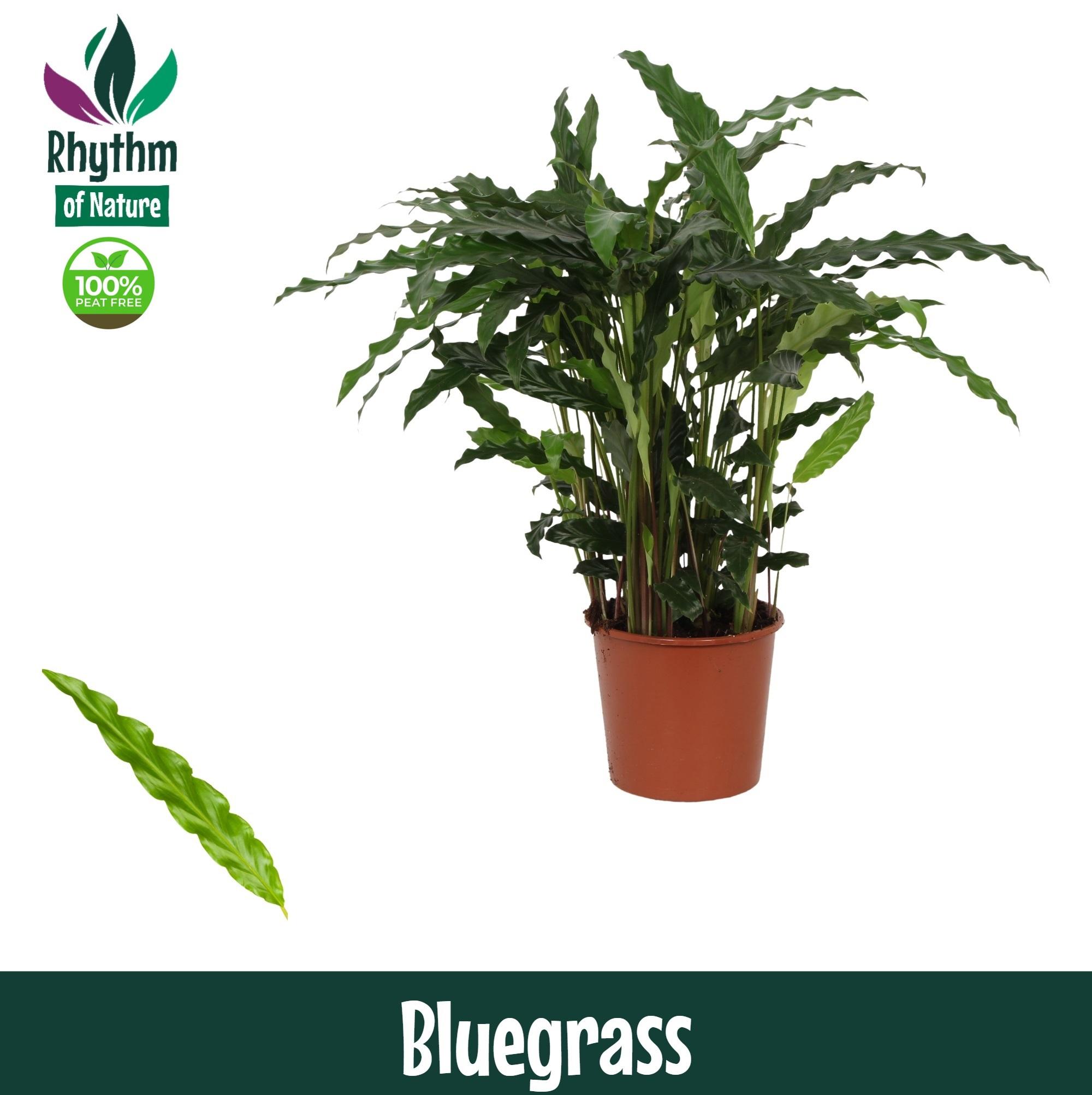Горшечные цветы и растения оптом Calathea Bluegrass от 6шт из Голландии с доставкой по России