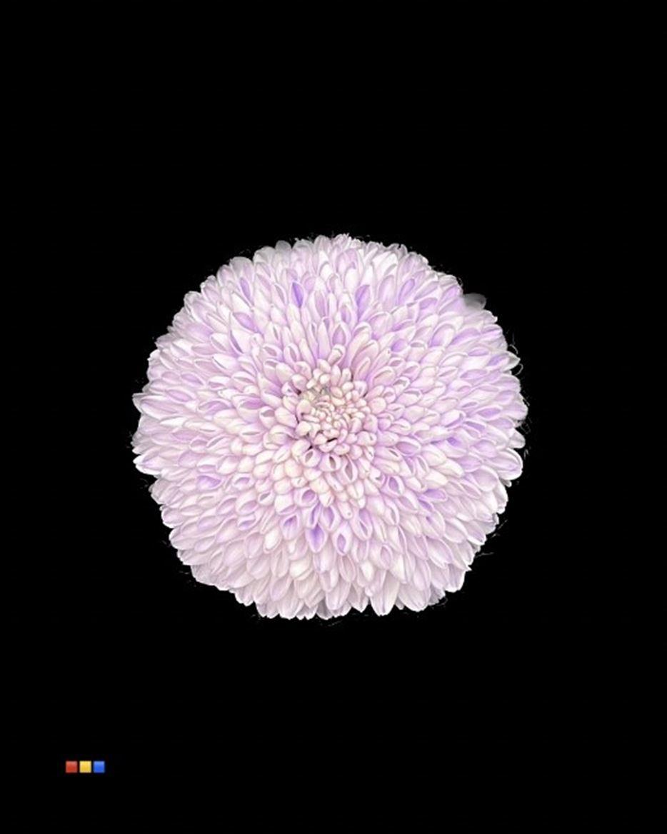 Срезанные цветы оптом Chrys bl paint superbowl pastel milka от 40шт из Голландии с доставкой по России