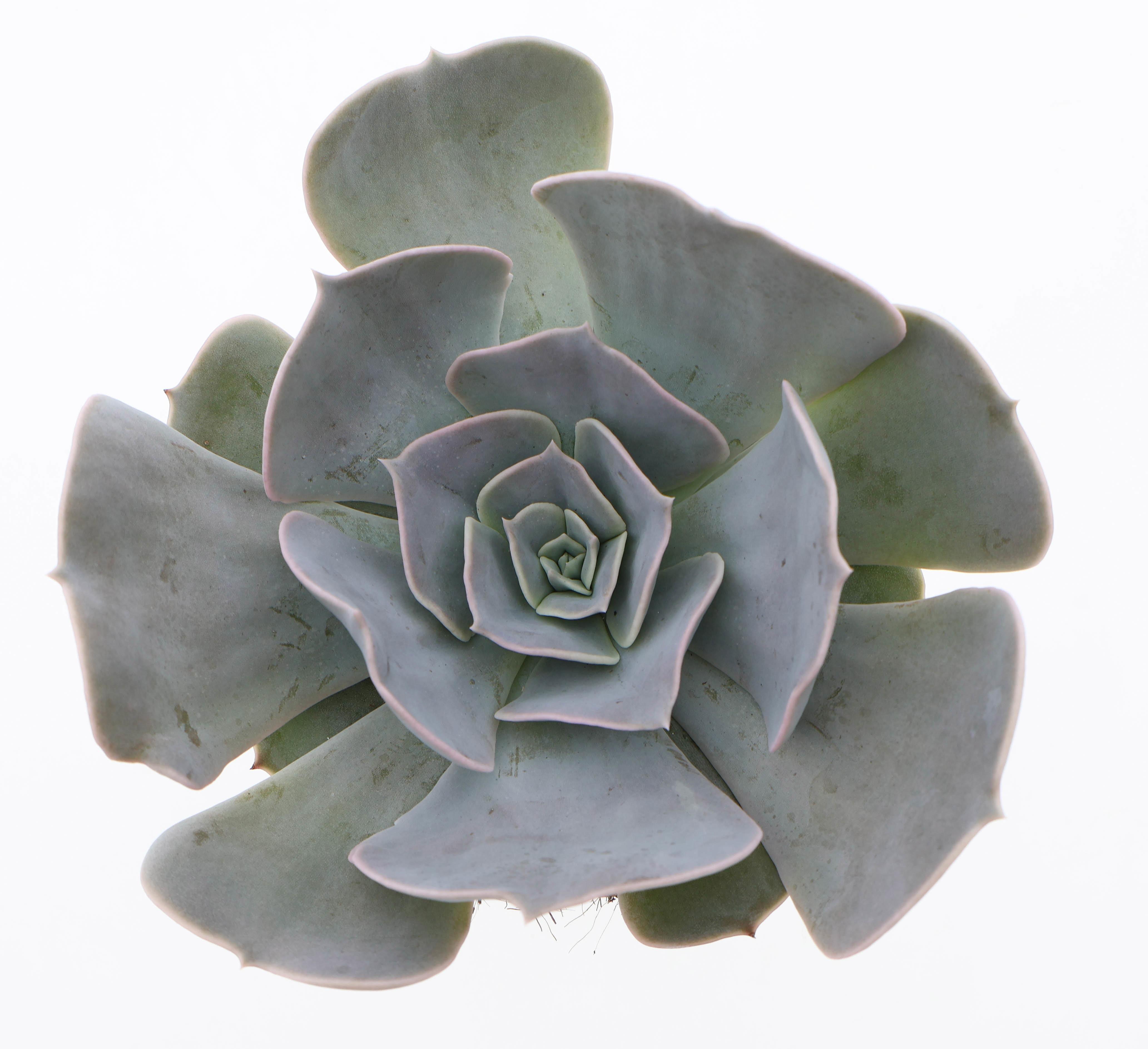 Горшечные цветы и растения оптом Echeveria Pollux от 8шт из Голландии с доставкой по России