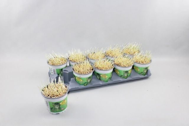 Горшечные цветы и растения оптом Kattengras от 10шт из Голландии с доставкой по России