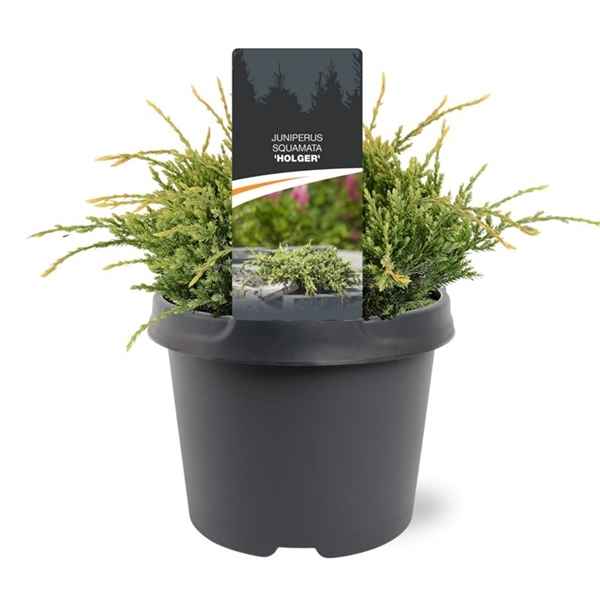 Горшечные цветы и растения оптом Juniperus Squa Holger от 1шт из Голландии с доставкой по России