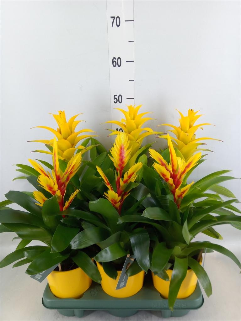 Горшечные цветы и растения оптом Bromelia   ...mix от 6шт из Голландии с доставкой по России