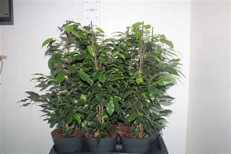 Горшечные цветы и растения оптом Fic Be Danielle от 6шт из Голландии с доставкой по России