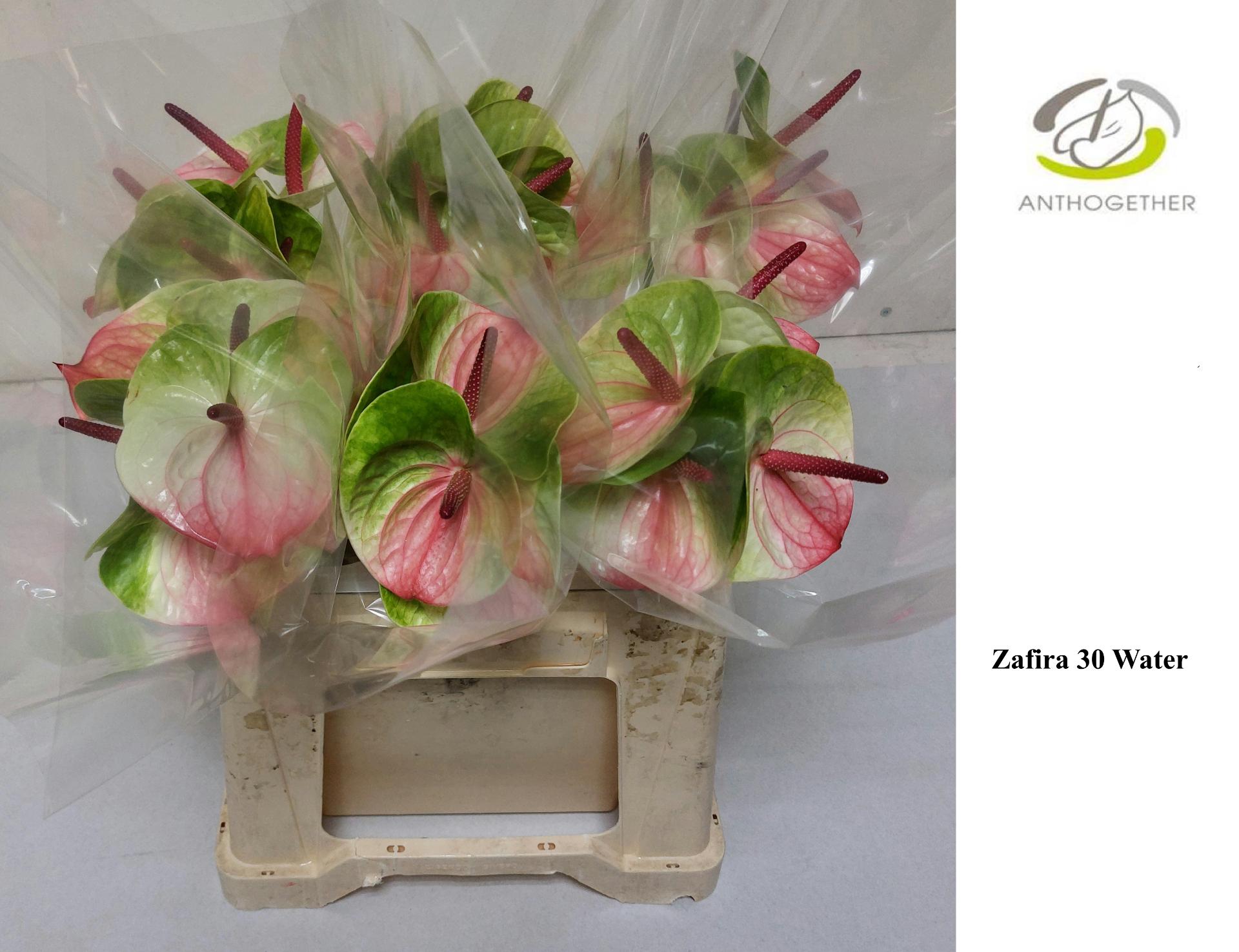 Срезанные цветы оптом Anthurium zafira от 30шт из Голландии с доставкой по России