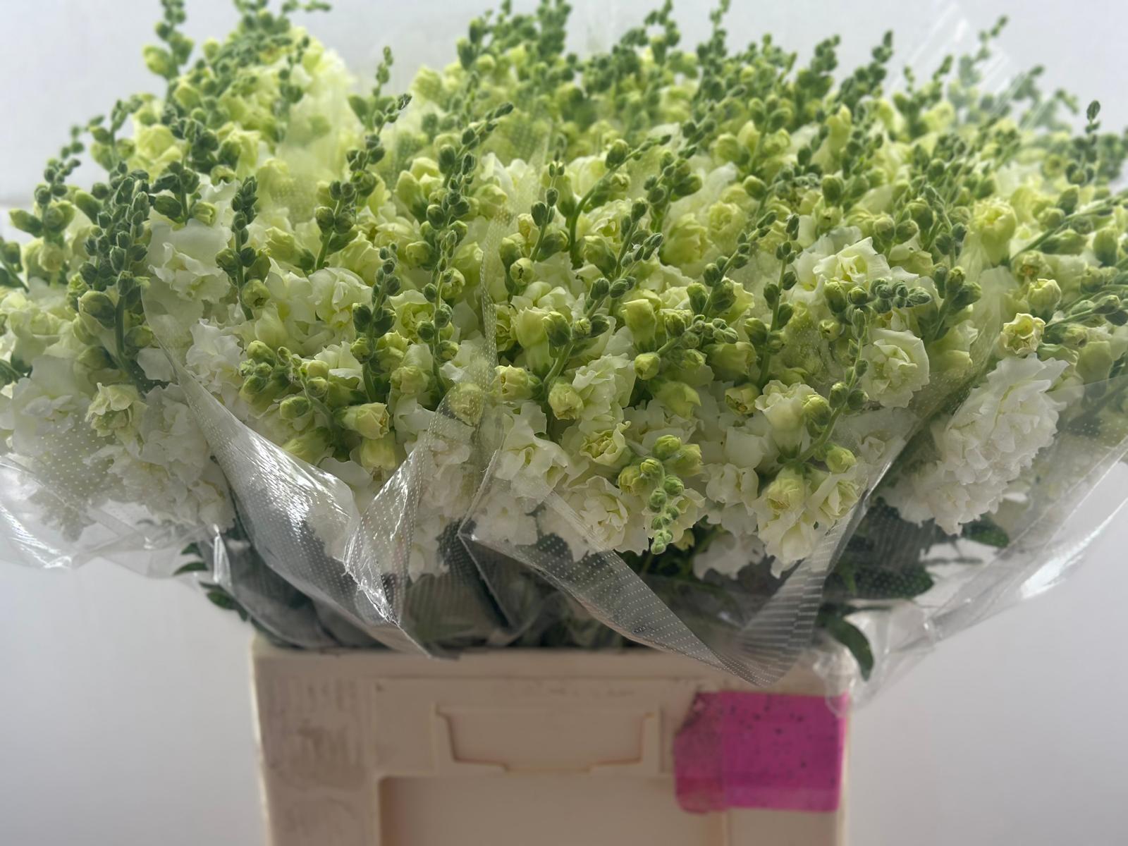 Срезанные цветы оптом Antirrhinum potamac rosalina white от 100шт из Голландии с доставкой по России