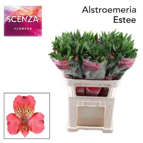 Срезанные цветы оптом Alstroemeria estee от 60шт из Голландии с доставкой по России