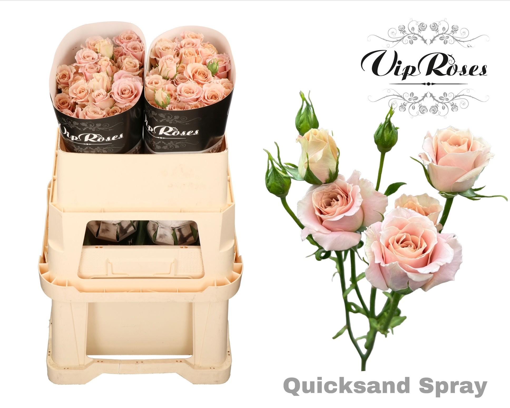 Срезанные цветы оптом Rosa spray quicksand от 20шт из Голландии с доставкой по России