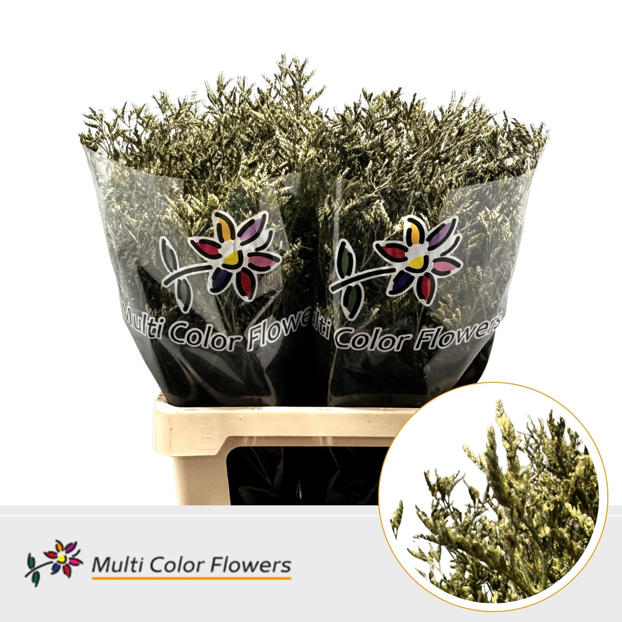 Срезанные цветы оптом Limonium paint metallic green olive от 50шт из Голландии с доставкой по России