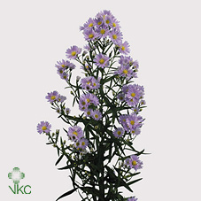 Срезанные цветы оптом Aster cassandra от 125шт из Голландии с доставкой по России