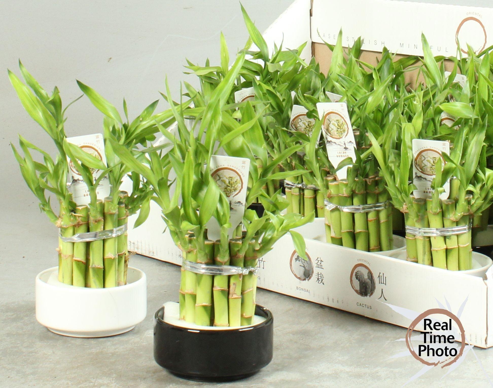 Горшечные цветы и растения оптом Dra Lucky Bamboo от 13шт (для телеги) из Голландии с доставкой по России