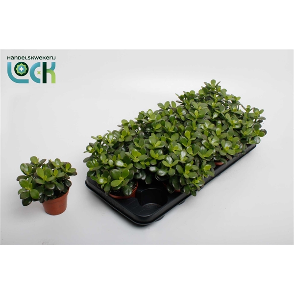 Горшечные цветы и растения оптом Crassula Minor от 12шт (для телеги) из Голландии с доставкой по России