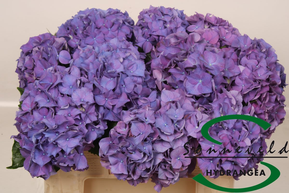 Срезанные цветы оптом Hydrangea rodeo purple от 10шт из Голландии с доставкой по России