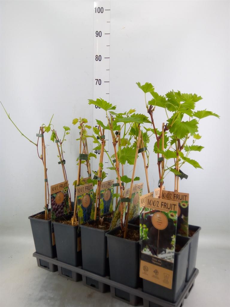 Горшечные цветы и растения оптом Vitis   ... от 10шт из Голландии с доставкой по России