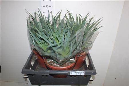 Горшечные цветы и растения оптом Aloe Arborescens 23cm Pot от 3шт из Голландии с доставкой по России