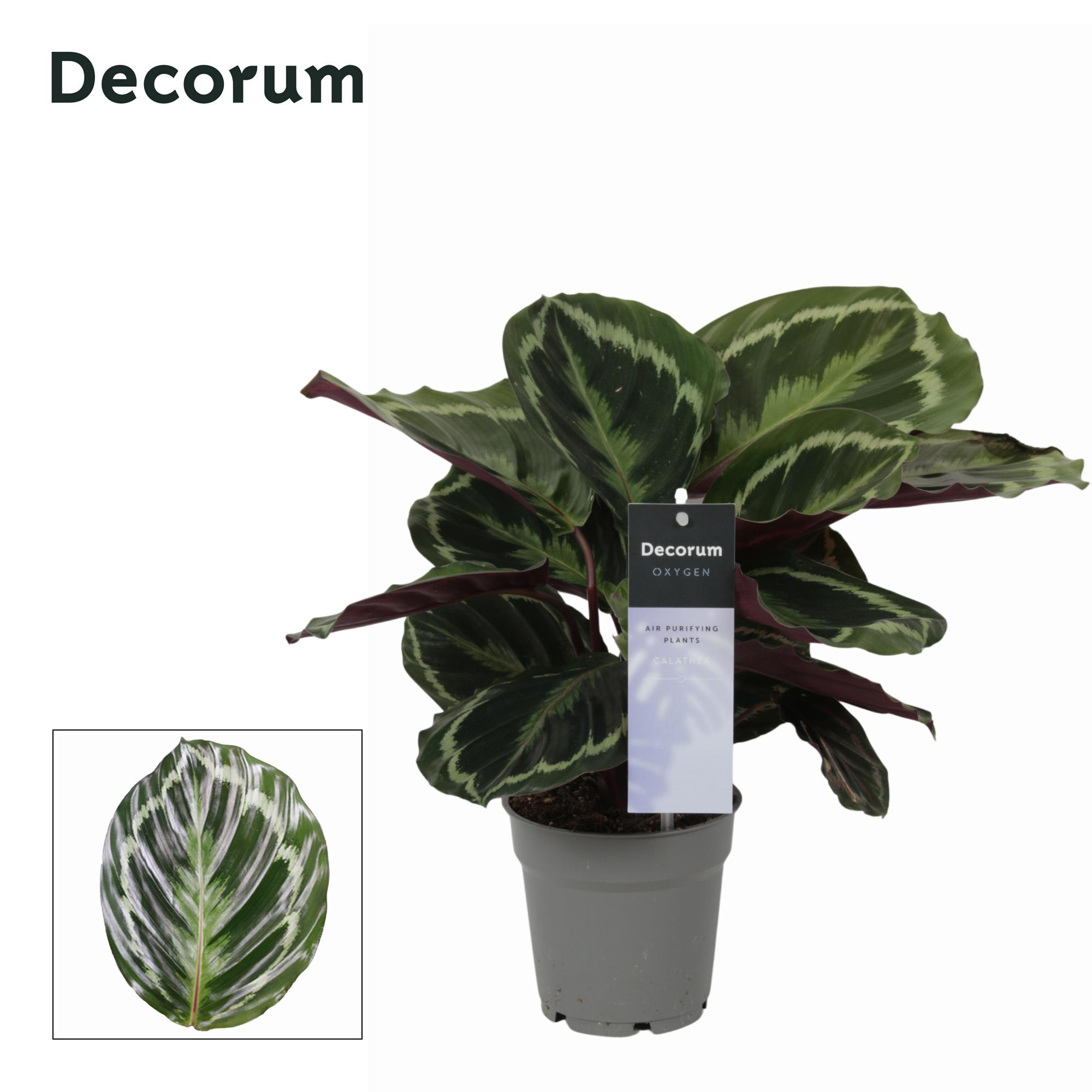 Горшечные цветы и растения оптом Calathea Medaillon (decorum) от 6шт из Голландии с доставкой по России
