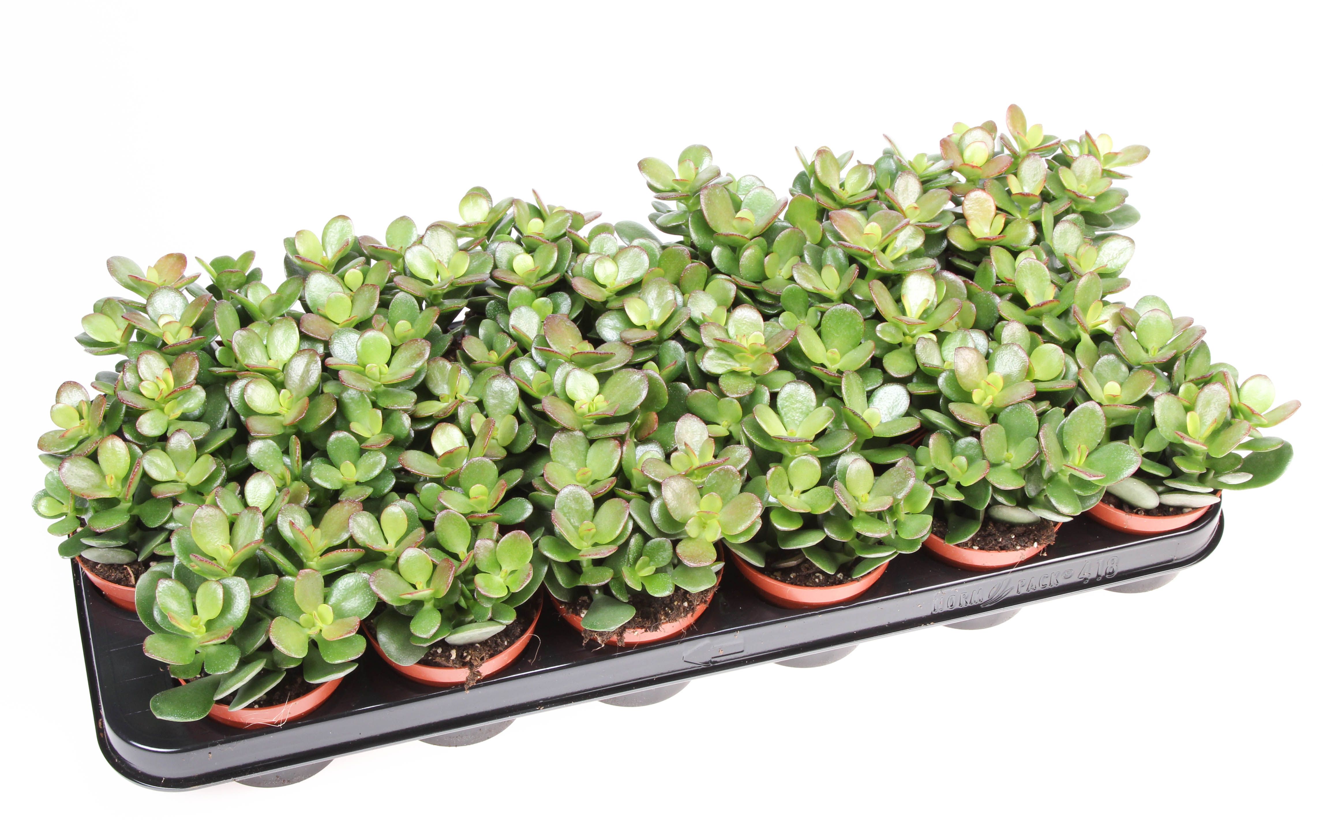 Горшечные цветы и растения оптом Crassula Ovata Minor от 18шт (для телеги) из Голландии с доставкой по России