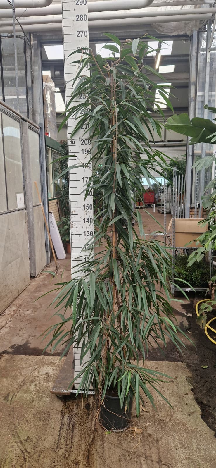 Горшечные цветы и растения оптом Ficus Bin Alii Piramide от 1шт из Голландии с доставкой по России