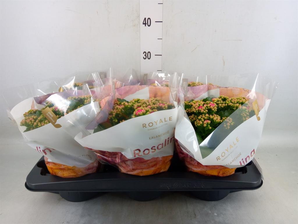 Горшечные цветы и растения оптом Kal Ros Royale Pink от 6шт из Голландии с доставкой по России