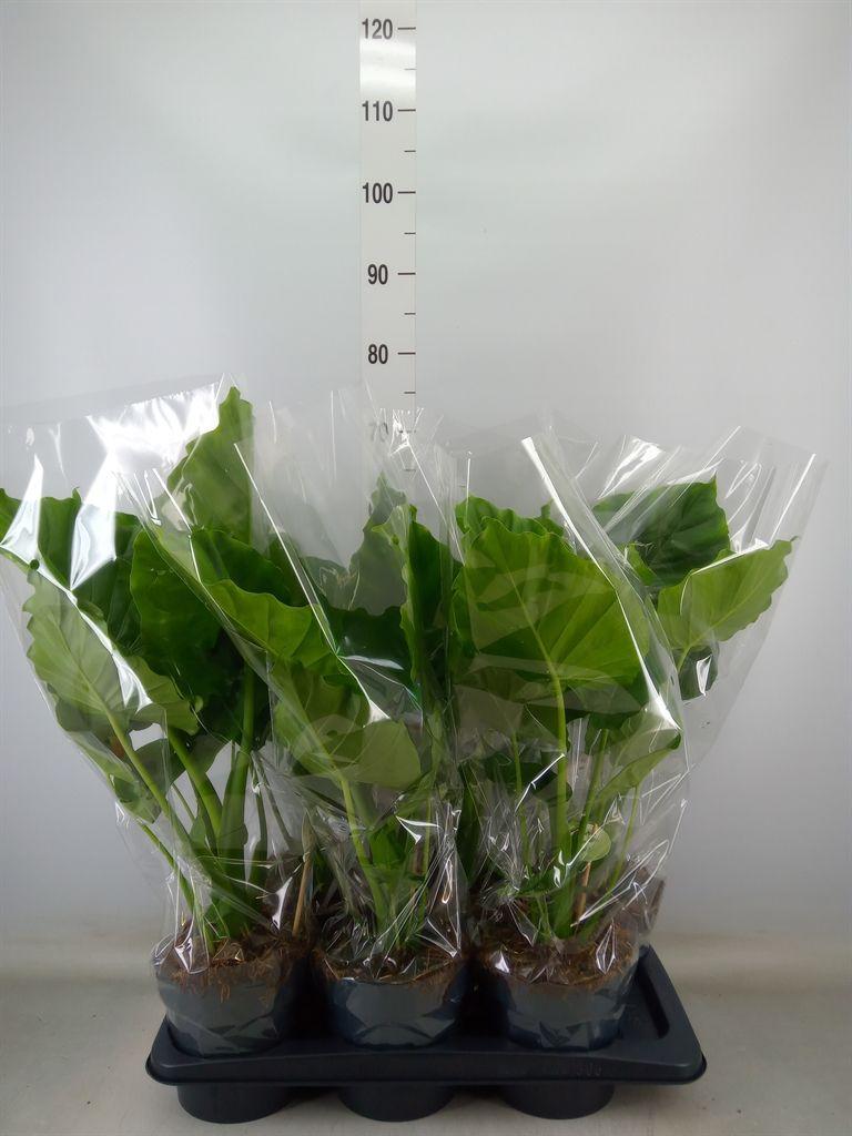 Горшечные цветы и растения оптом Alocasia Gageana от 6шт (для телеги) из Голландии с доставкой по России