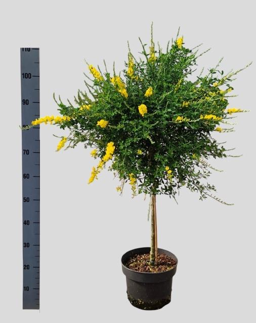Горшечные цветы и растения оптом Genista X Sp от 1шт из Голландии с доставкой по России