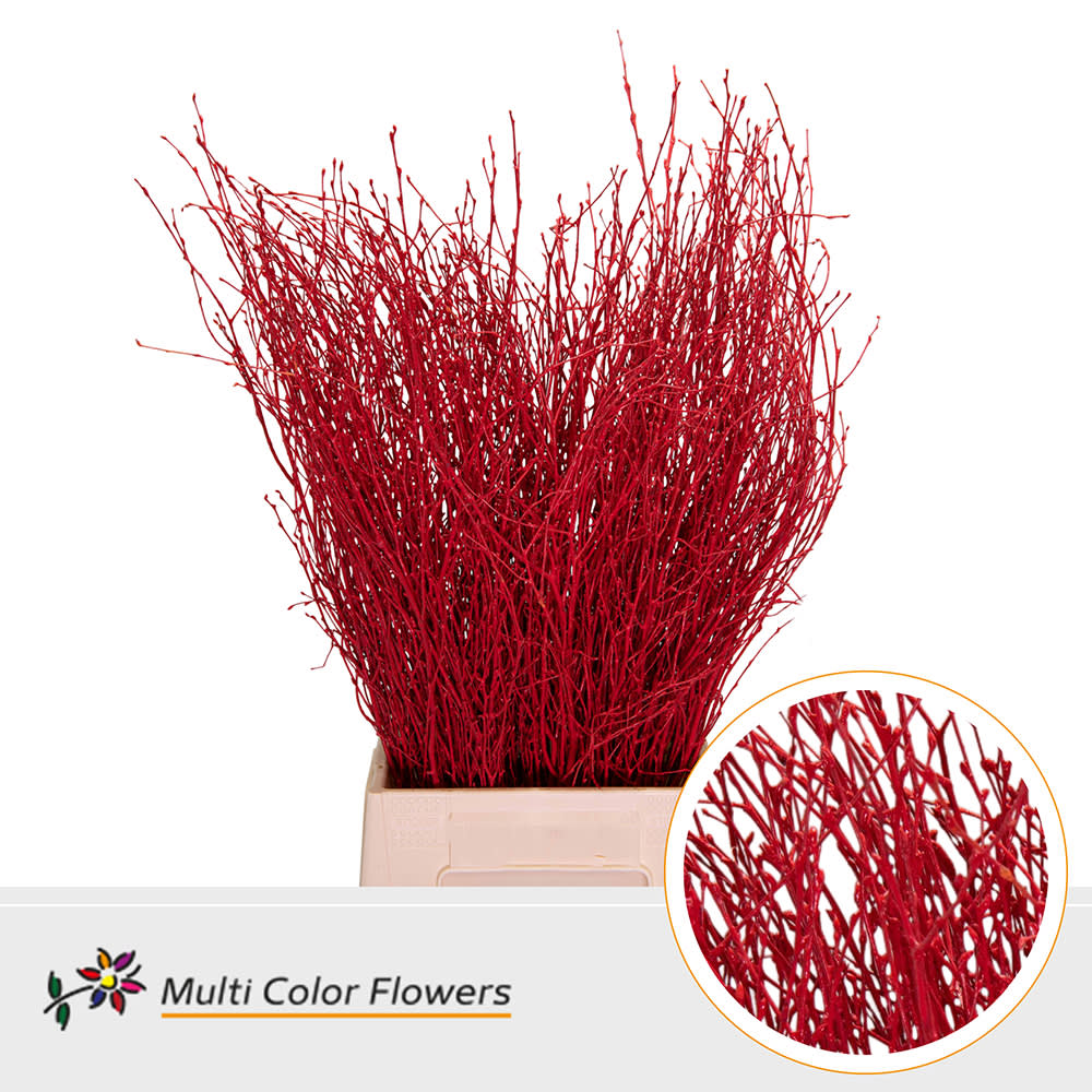 Срезанные цветы оптом Betula paint red от 100шт. из Голландии с доставкой по России