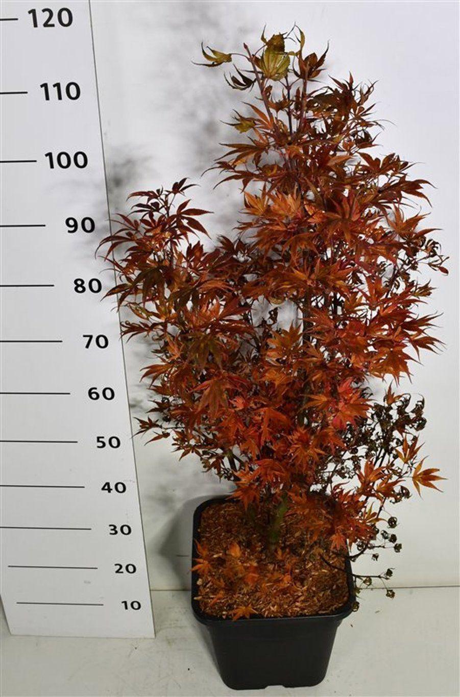 Горшечные цветы и растения оптом Acer Palm Shaina от 1шт из Голландии с доставкой по России