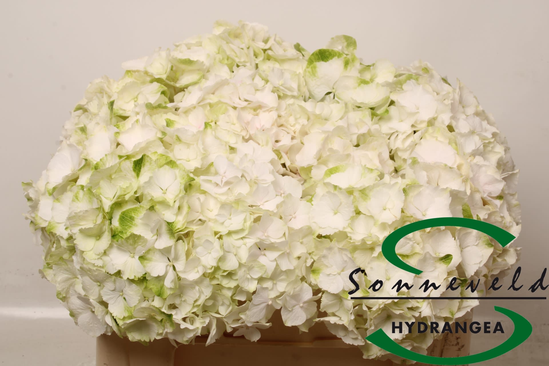 Срезанные цветы оптом Hydrangea white green от 10шт из Голландии с доставкой по России