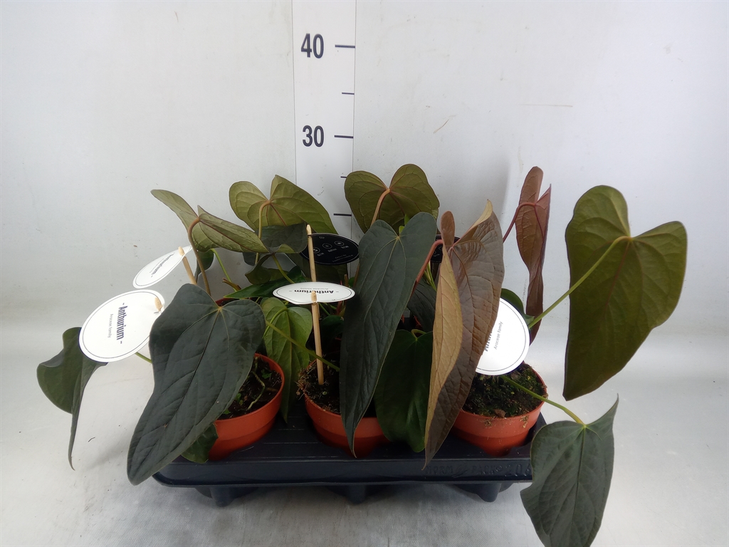 Горшечные цветы и растения оптом Anthurium   ... от 6шт из Голландии с доставкой по России