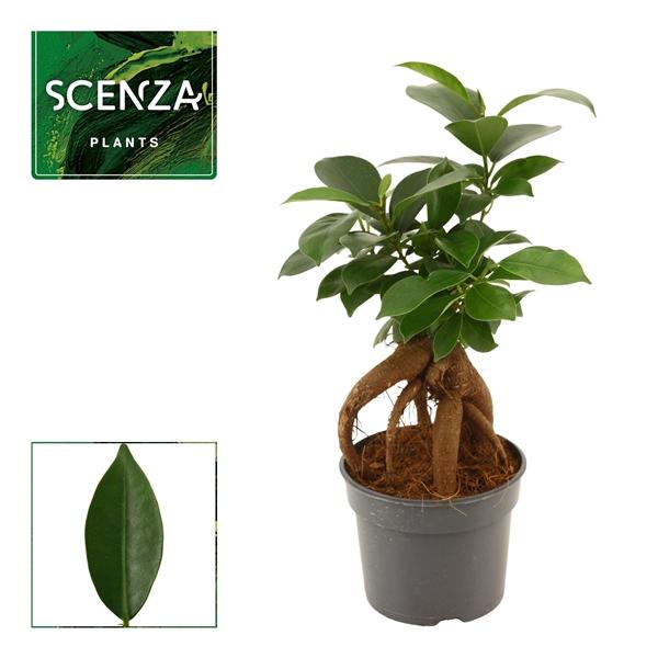 Горшечные цветы и растения оптом Ficus Ginseng от 18шт (для телеги) из Голландии с доставкой по России