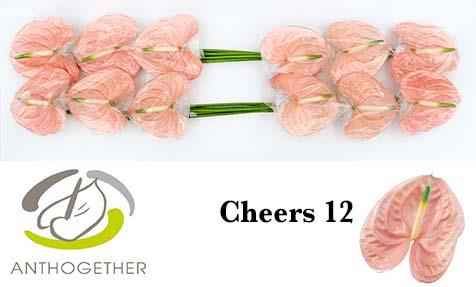 Срезанные цветы оптом Anthurium cheers от 12шт из Голландии с доставкой по России