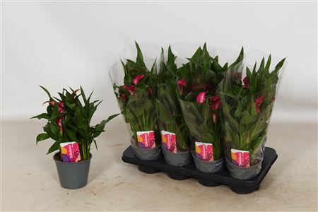 Горшечные цветы и растения оптом Zant Zazu 5+ от 8шт из Голландии с доставкой по России Горшечные цветы и растения оптом Zant Zazu 5+ от 8шт из Голландии с доставкой по России