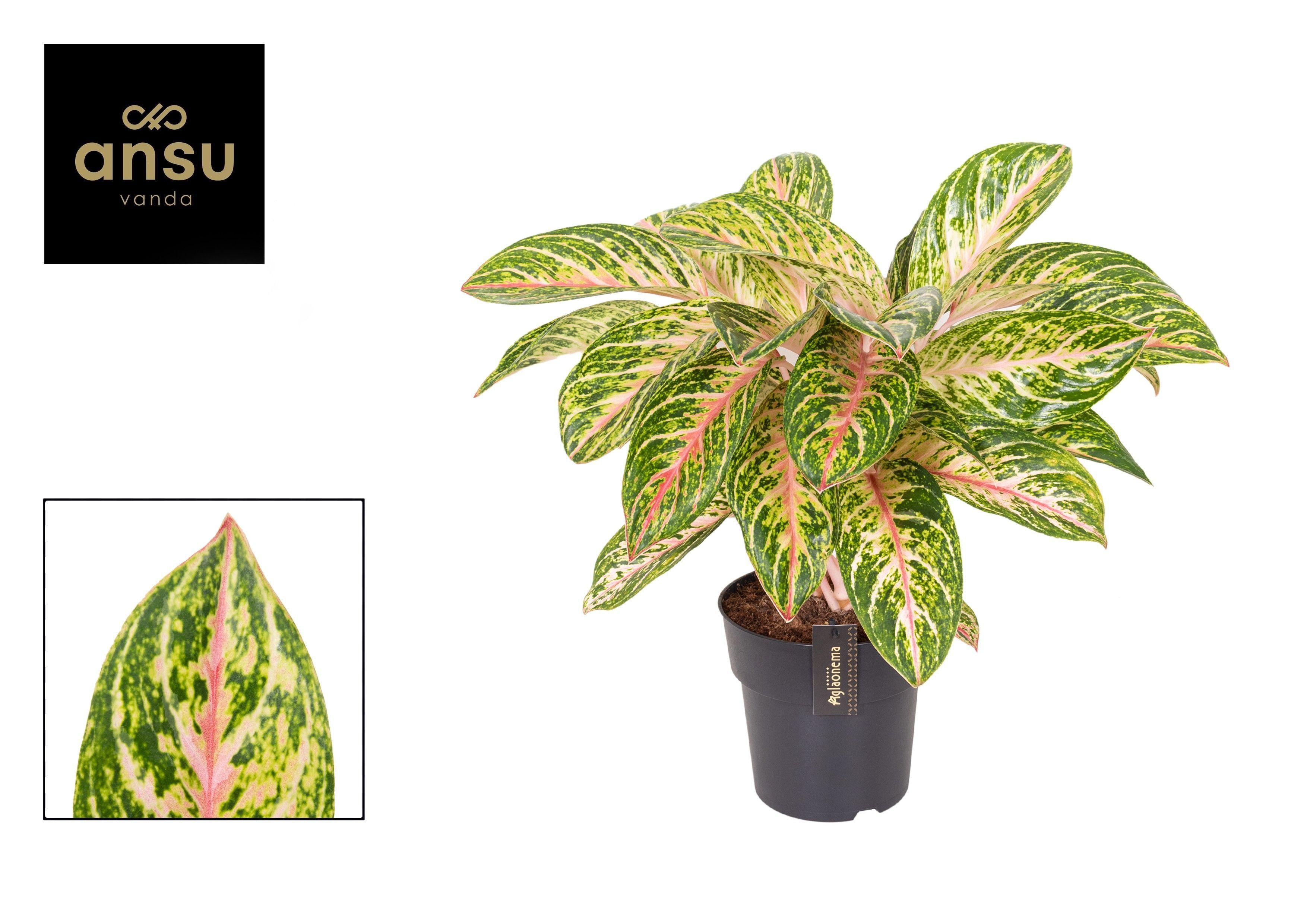 Горшечные цветы и растения оптом Aglaonema Coco Melon Xxl от 3шт из Голландии с доставкой по России