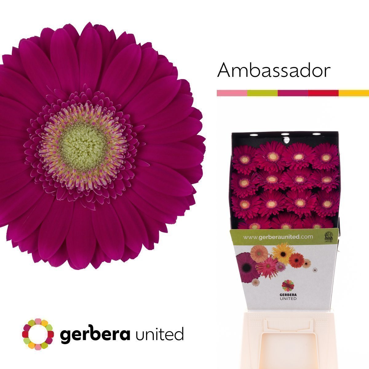 Срезанные цветы оптом Gerbera diamond ambassador от 30шт из Голландии с доставкой по России
