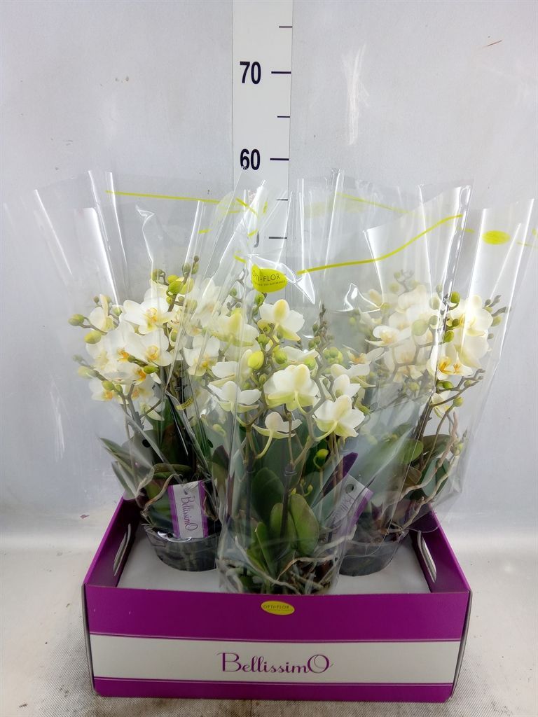 Горшечные цветы и растения оптом Phalaenopsis Multi.   ...white от 3шт из Голландии с доставкой по России