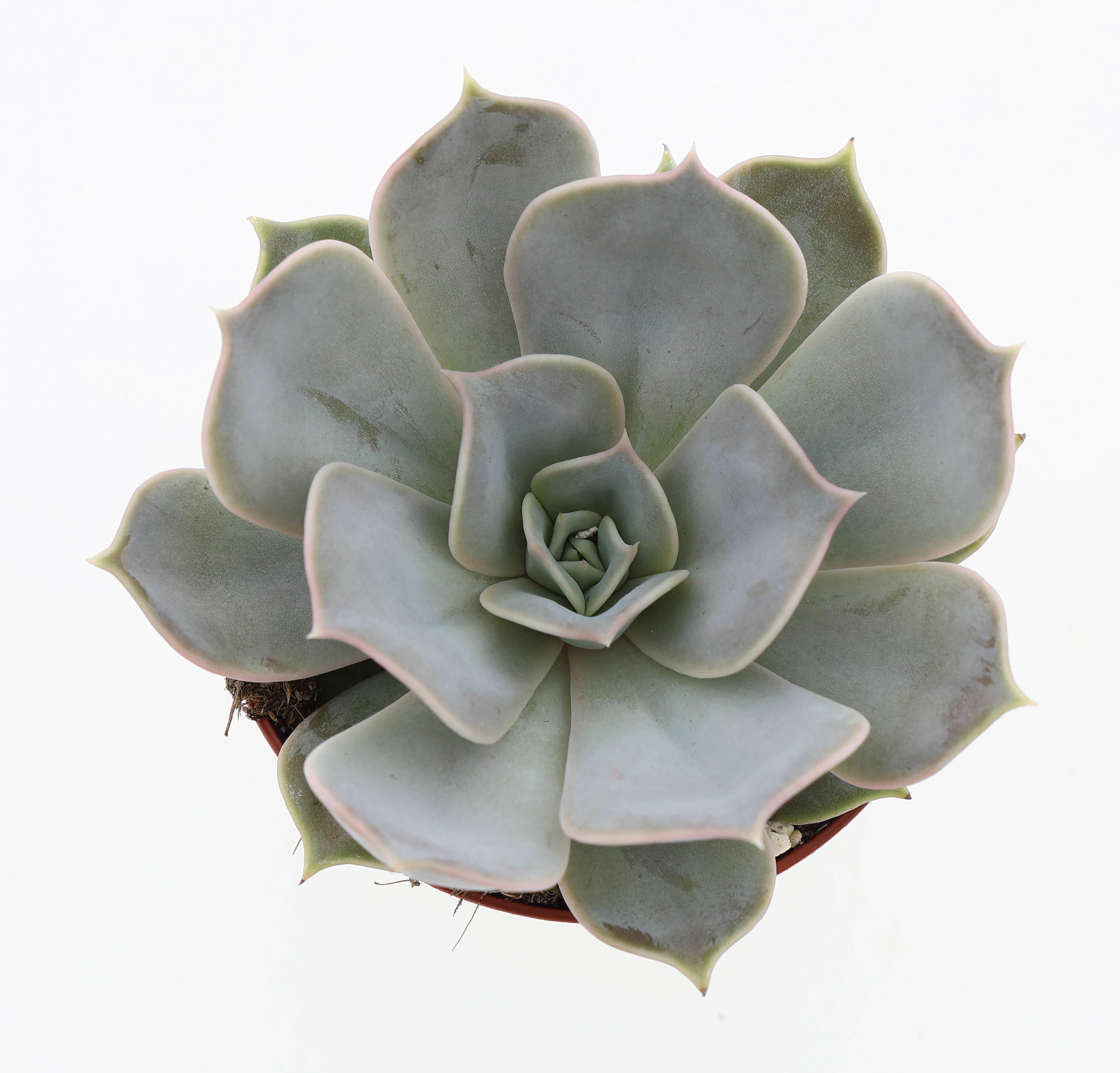 Горшечные цветы и растения оптом Echeveria Lilacina от 12шт (для телеги) из Голландии с доставкой по России