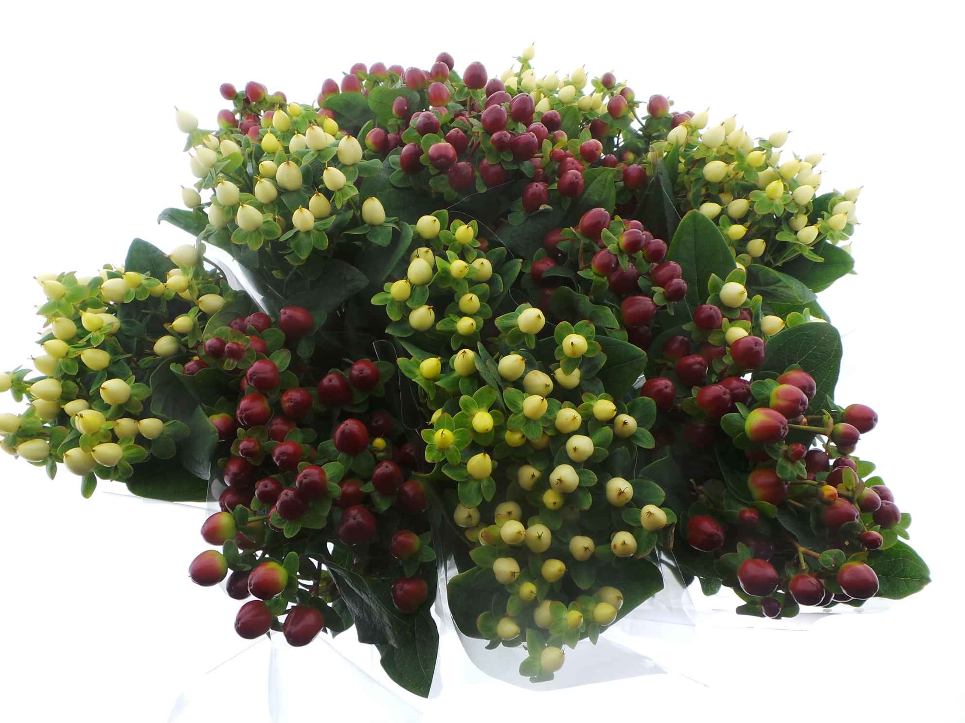 Срезанные цветы оптом Bouquet mono hypericum x5 mix 50cm от 10шт из Голландии с доставкой по России