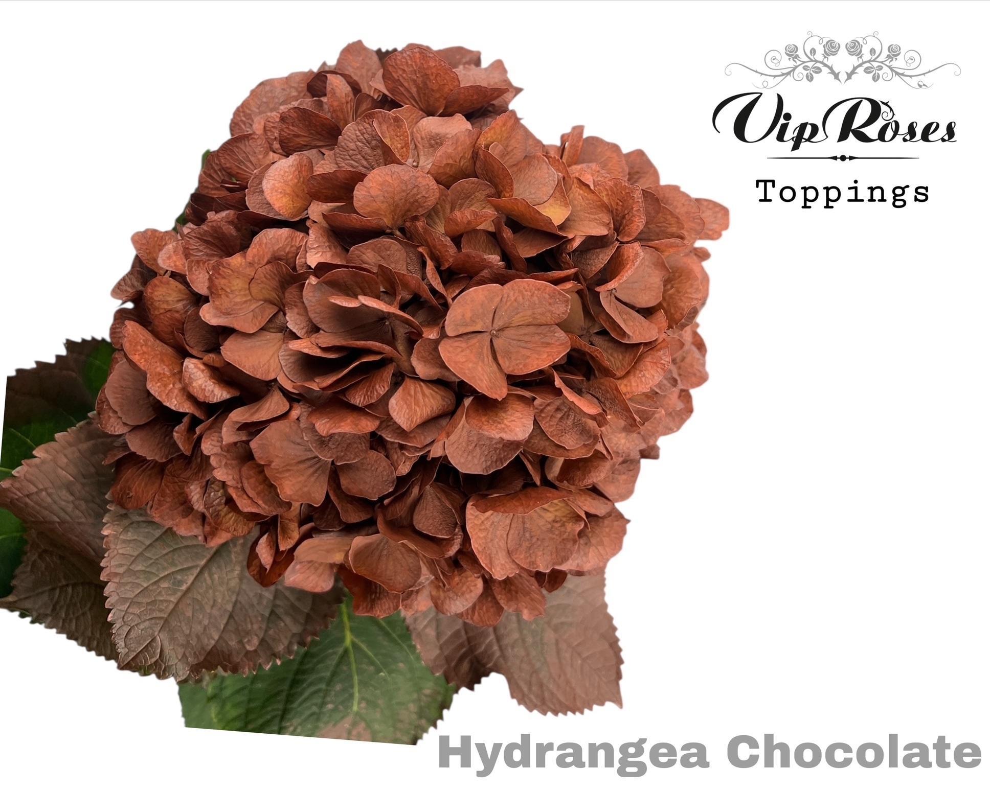 Срезанные цветы оптом Hydrangea paint chocolate от 10шт из Голландии с доставкой по России
