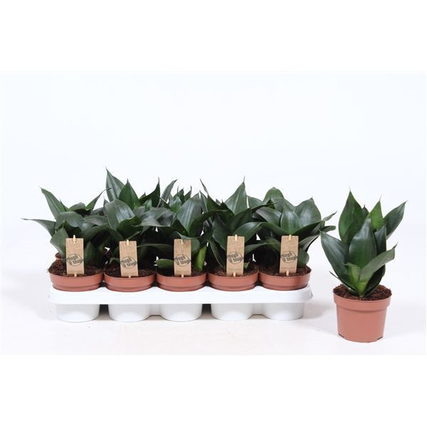 Горшечные цветы и растения оптом Sansevieria Hahnii Black от 10шт из Голландии с доставкой по России