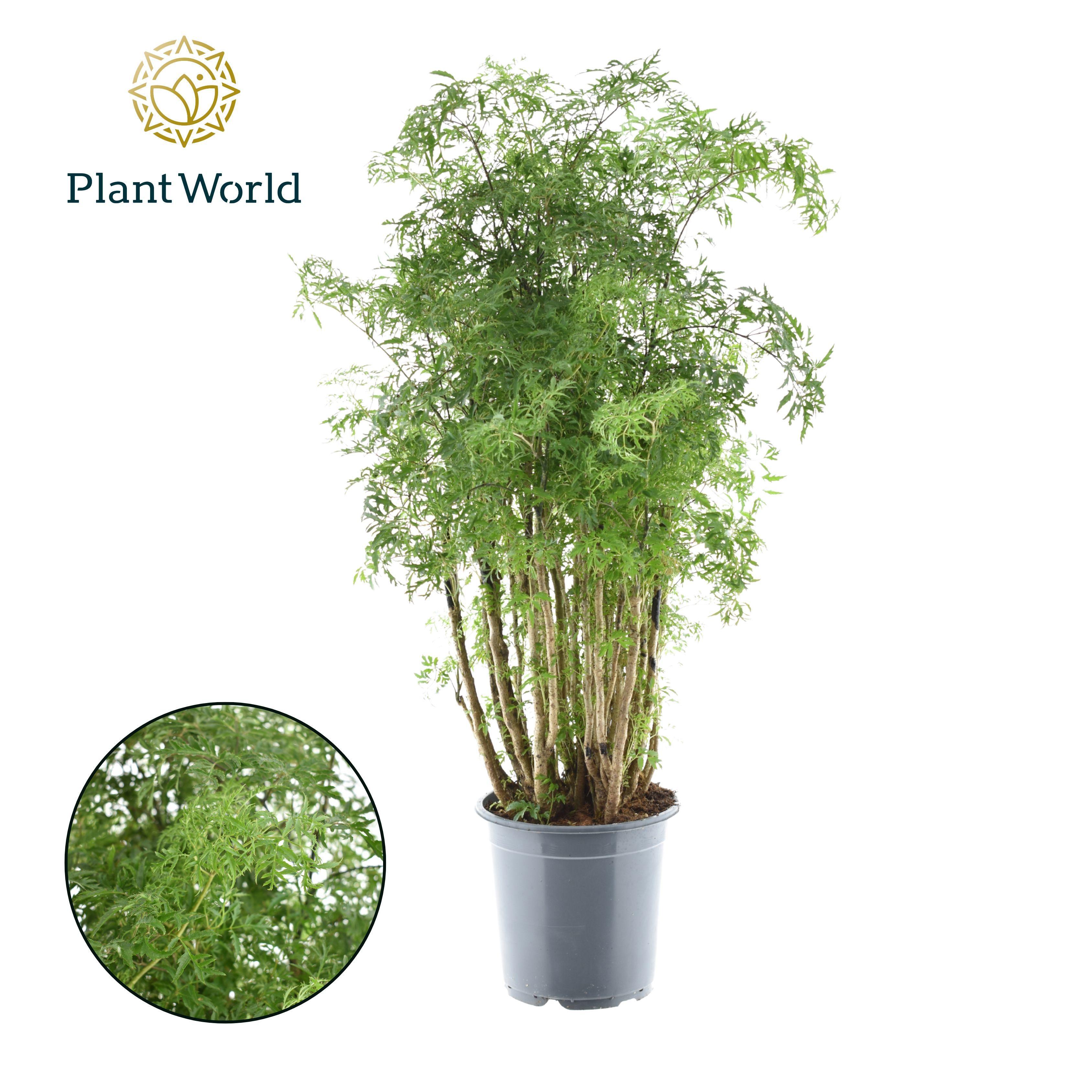 Горшечные цветы и растения оптом Polyscias Hawaiiana Ming Vertakt от 3шт из Голландии с доставкой по России