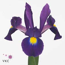 Срезанные цветы оптом Iris tigris от 250шт из Голландии с доставкой по России