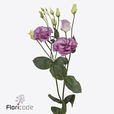 Срезанные цветы оптом Lisianthus do celeb grape от 50шт из Голландии с доставкой по России